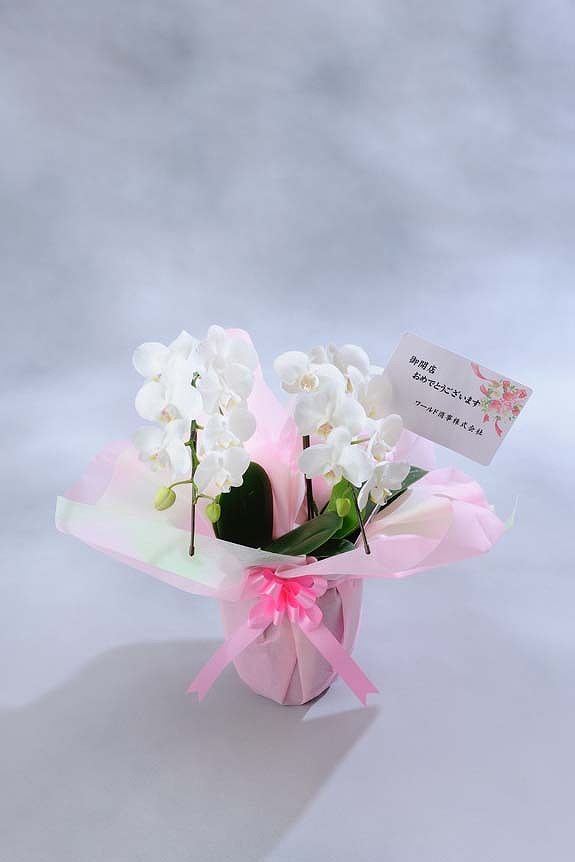 <p>ミディはお花が小さいのでメッセージカードのみがお付けできます。
※文書は30文字程度までメッセージの記載が可能です。最後に贈り主のお名前を忘れずに・・・</p>